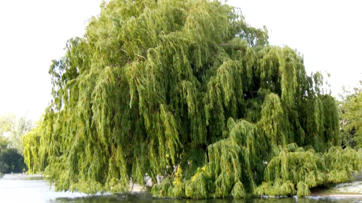 Treatment of PFAS in a constructed wetland using willows
