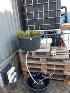 Set-up of the bench-scale experiment. The bucket contains water that is being pumped around, the vat contains willows which are constantly being fed by the pump.